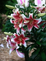 Лилия Кэнди Клаб (ОТ-гибрид)