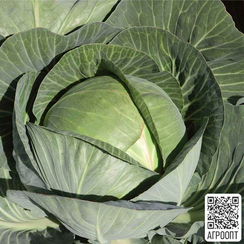 Циркон F1 семена капусты белокочанной (Bejo / Бейо)