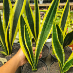 Сансевиерия COSTARICA