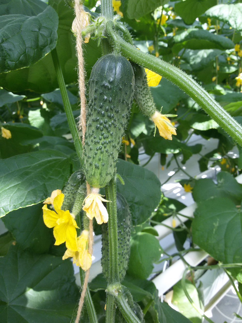 Огурец Герман 5шт