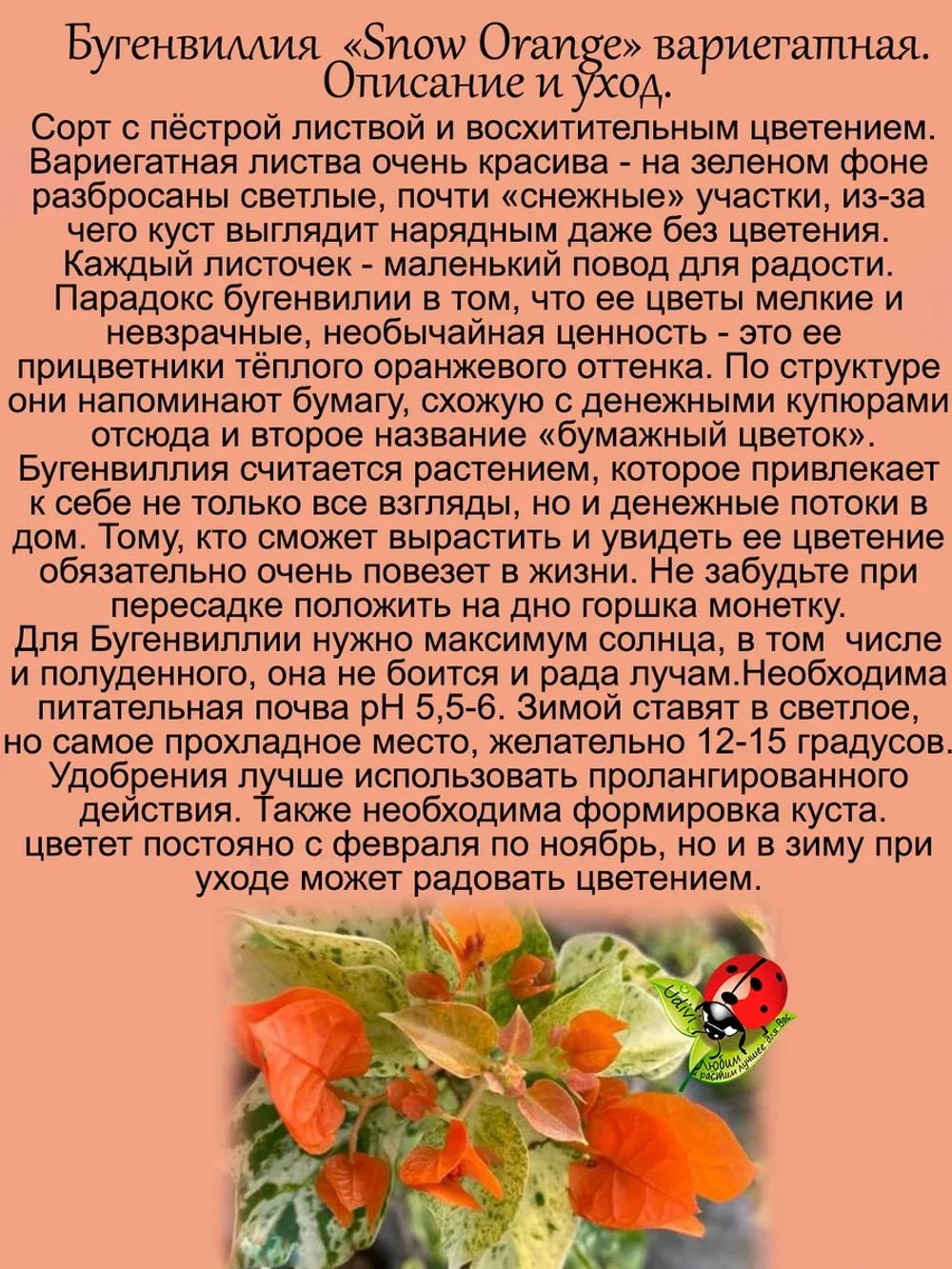 Бугенвилия Сноу Оранж денежный цветок