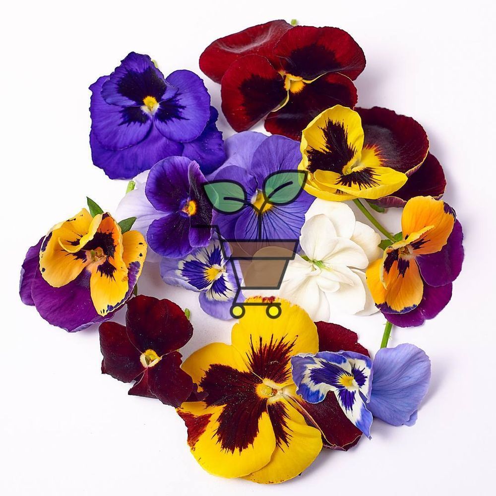 пищевые цветы