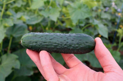 Огурец Гуннар F1 (50шт) Витагрин Профи