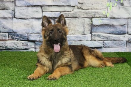 ЛИМОН Из Поместья Боговик - 14.06.2025 д.р.