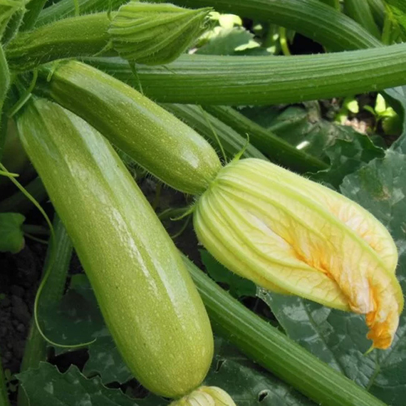 Ардендо 174 F1 семена кабачка (Enza Zaden / Энза Заден) культура – фото 3