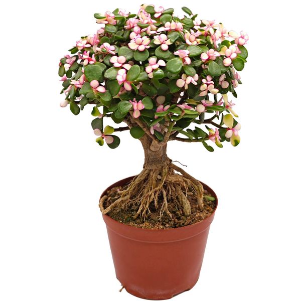 Бонсай Портулакария Афра вариегата D11 H28