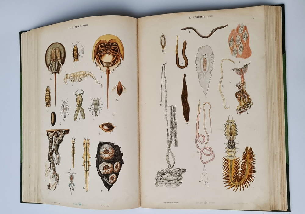 "Большой зоологический, ботанический и минералогический атлас : Handatlas der Naturgeschichte aller drei Reiche". Г. Хайек : Hayek, Gustav von. Grosser. 1888г. - антикварное издание