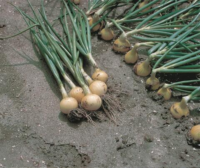 Свифт семена лука репчатого (Bejo / Бейо)