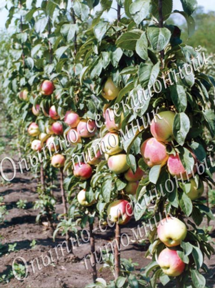 Яблоня колонновидная (карлик М9) Валюта