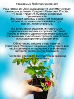 Роза Комтесс дю Барри постоянноцветущая