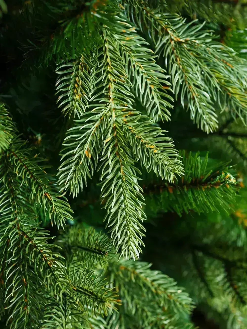 Искусственная ель «Валерио» (Литая+пвх) 270 см / 2.7 м