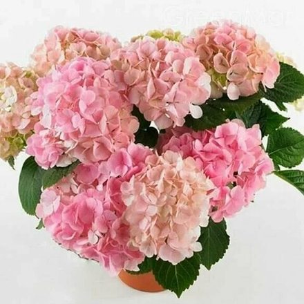 Гортензия Pink Sensation (Пинк Сенсейшн)