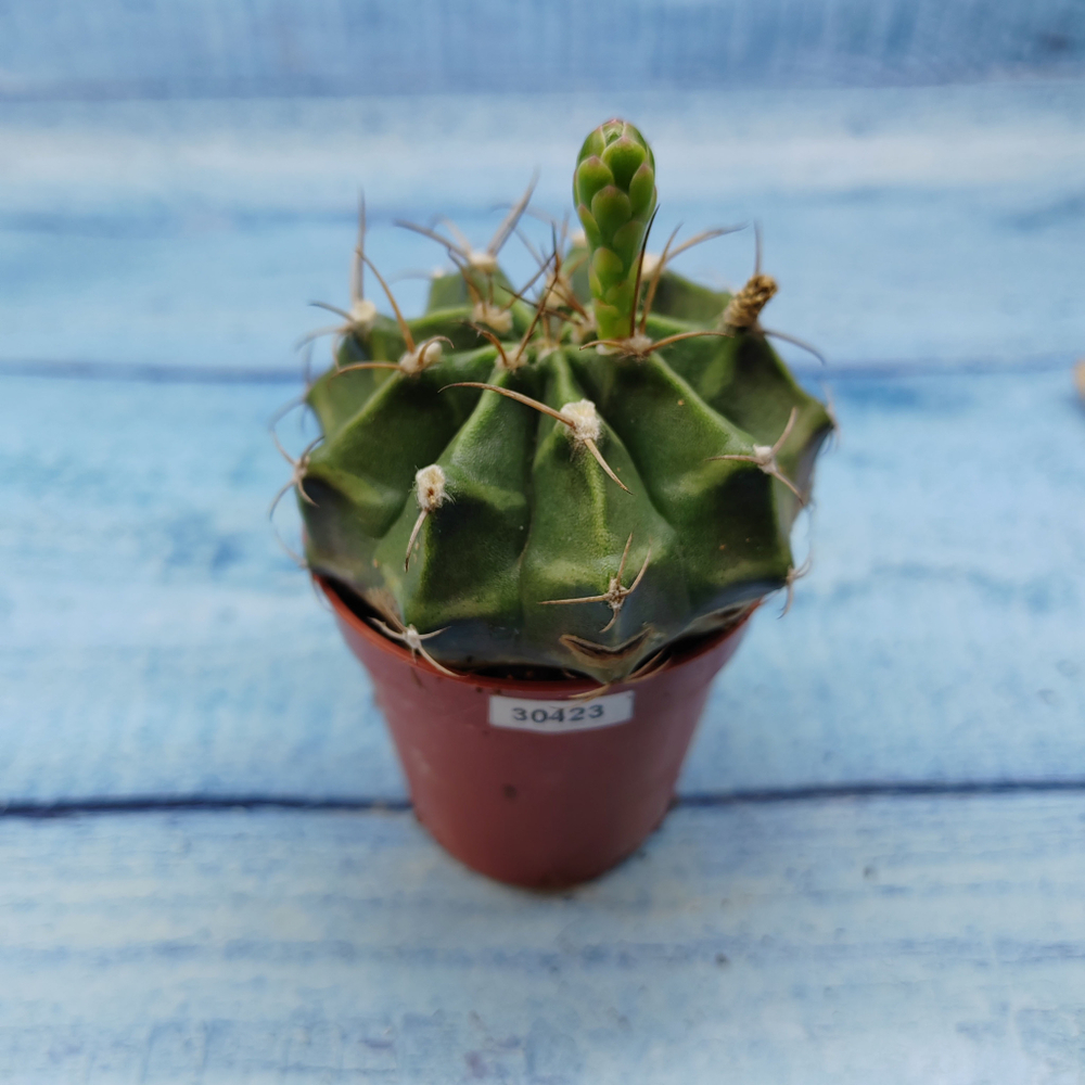 Gymnocalycium Friedrichii (Гимнокалициум)