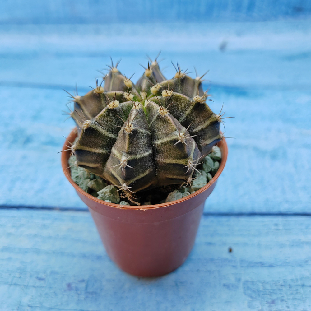 Gymnocalycium Friedrichii (Гимнокалициум)