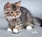 Perfeo Коврик для компьютерной мыши "Cat", Рис.20 (240*200*2 мм), ткань+резиновое основание