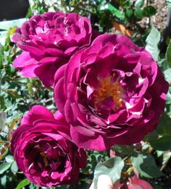 Роял Селебрейшн (Royal Celebration)