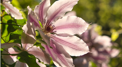 Клематисы и травянистые