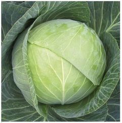 АТРИЯ F1 семена капусты белокочанной (Seminis | Alexagro)