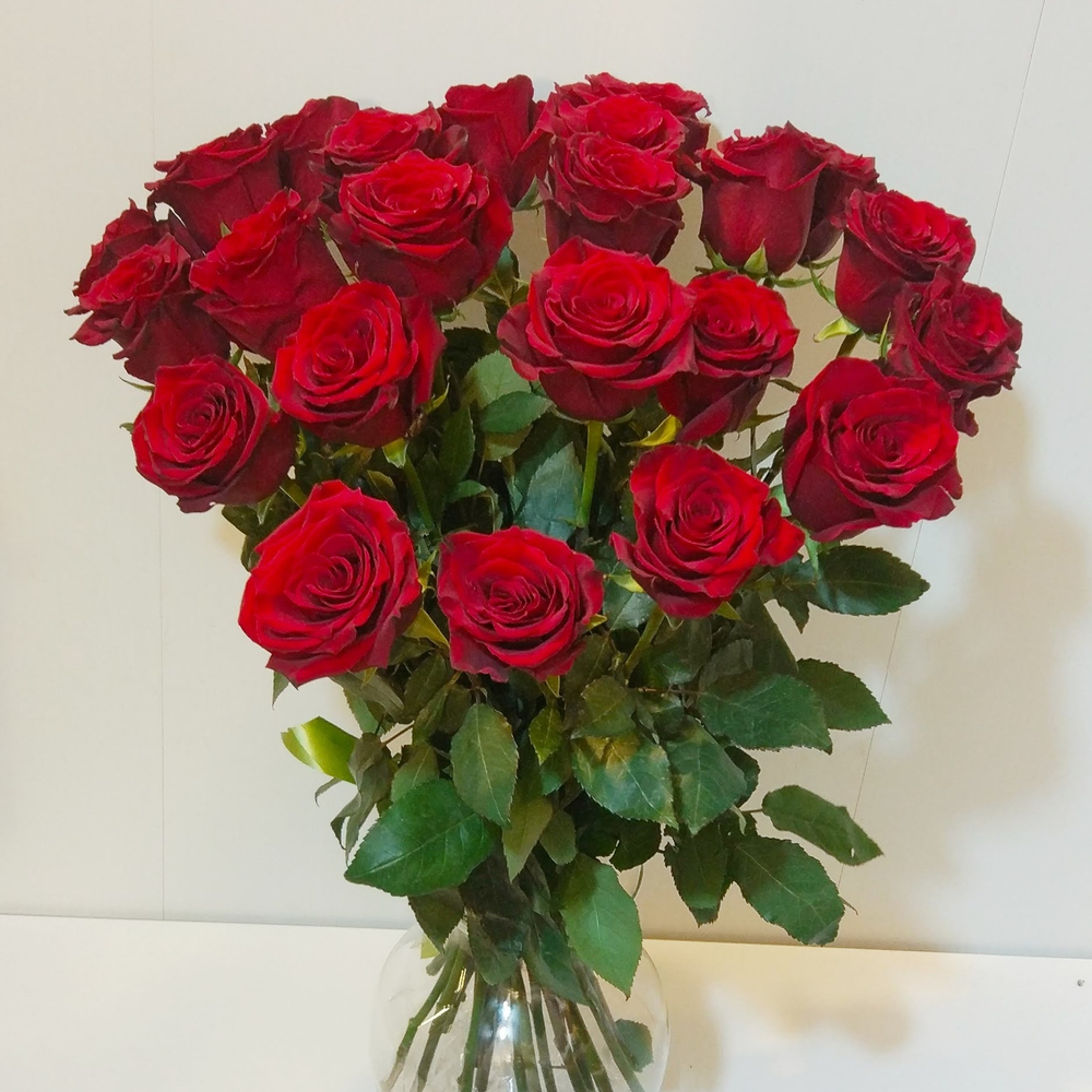 Роза красная Explorer