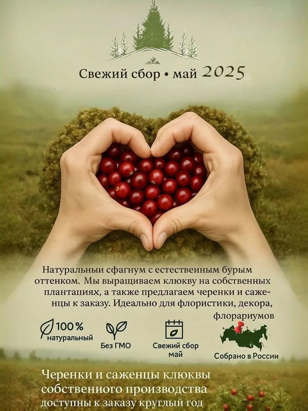 Мох Сфагнум