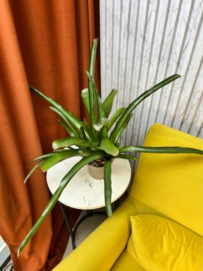 Бромелия, D11см Н30см, 1шт, Urban Jungle (7143)