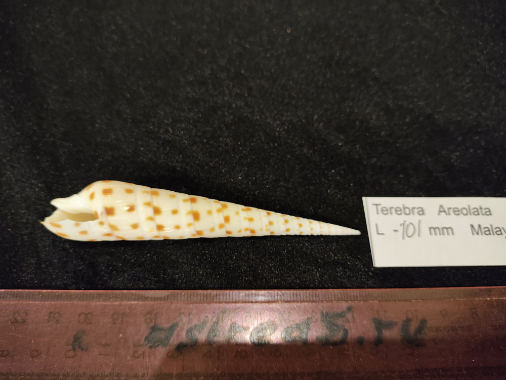 Теребра Ареолата