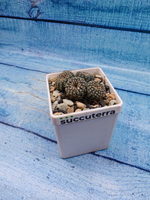 Frailea Pygmaea gloriosa (Фрайлея)