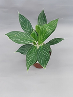 Аглаонема Страйп 12/28