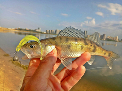 Слаги съедобные LJ Pro Series SPANKY WORM 3.2in 101 10шт.