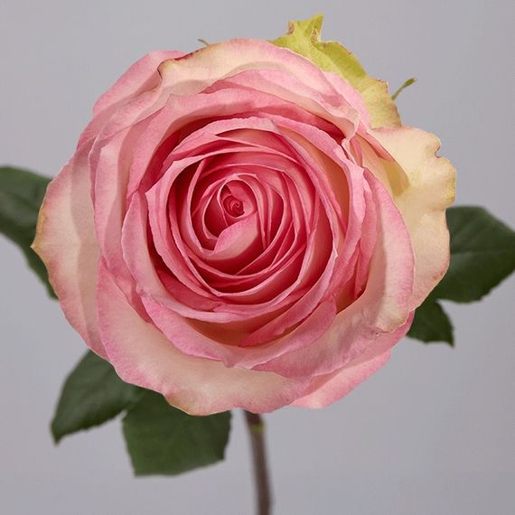 Esperance от Tessa