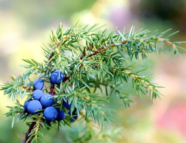 Целебный символ вечной жизни – помогает при диабете не хуже лекарств!