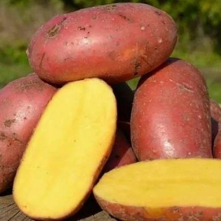 Картофель семенной Взрывной