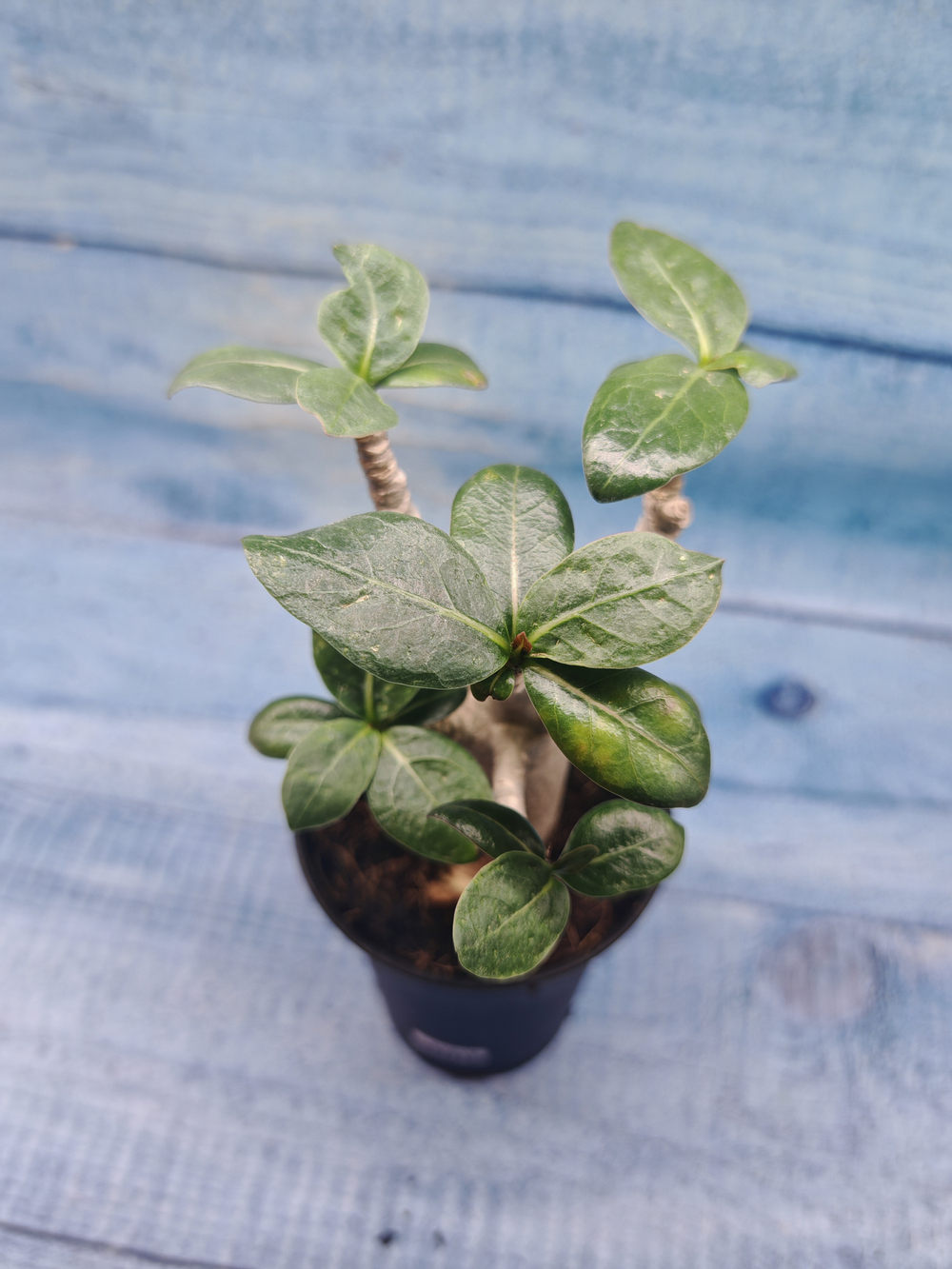 Adenium Baobab (Адениум)