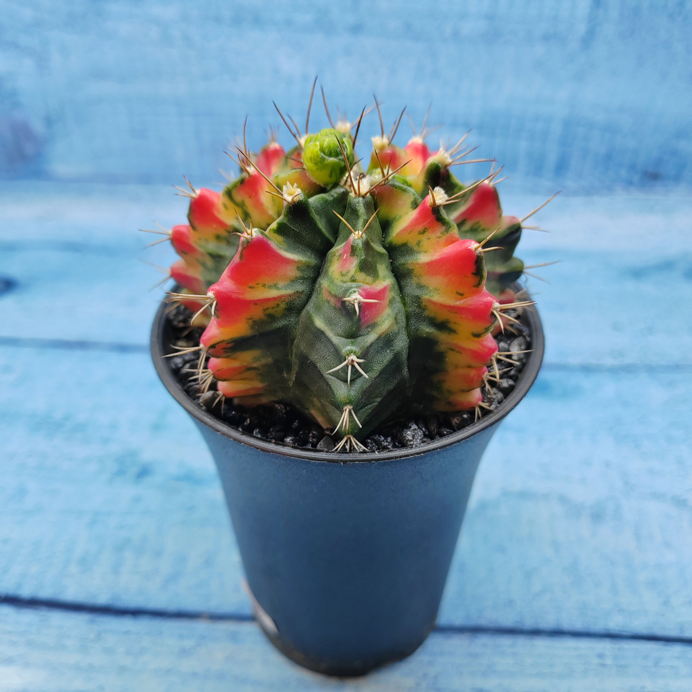 Gymnocalycium Variegata (Гимнокалициум Вариегатный)