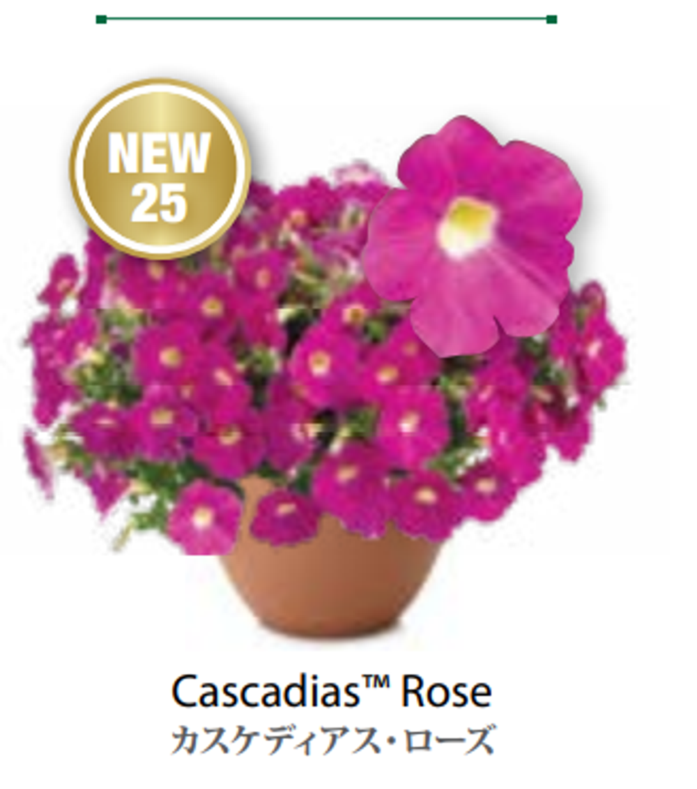 Новинка 2026 ЕВРО Petunia Cascadias Rose укорененный черенок февраль 26 DAN