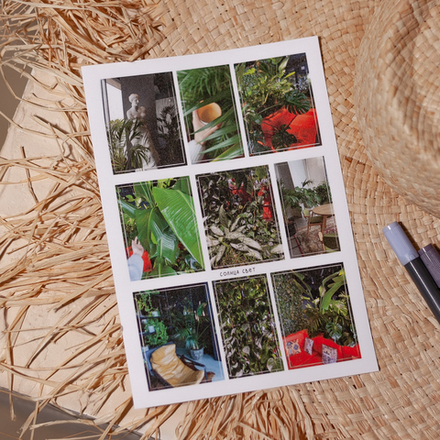 Стикерпак "Джунгли" 🤍