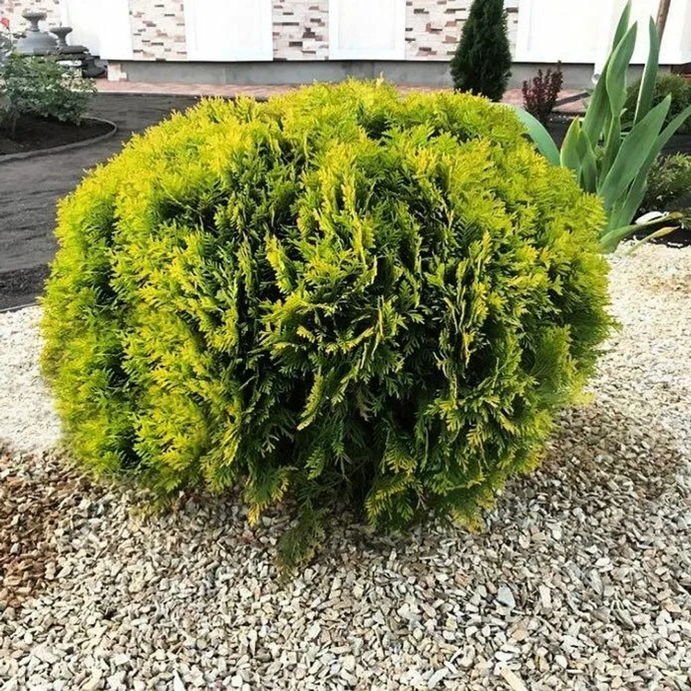 Туя Мириам С3 20-30 см Закупка М54 май/июнь 2026