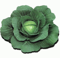 Шармант F1 семена капусты белокочанной (Sakata / Саката)