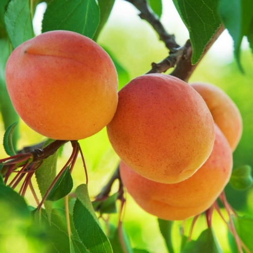 Абрикос Россиянин