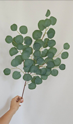 Эвкалипт темный / Арт 1057