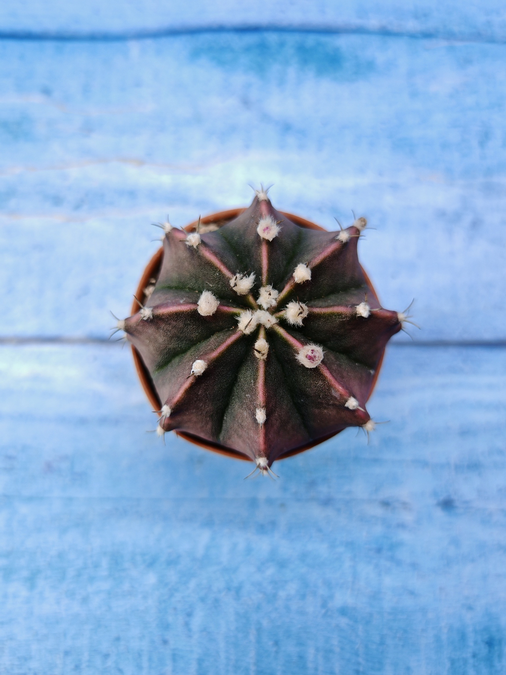 Gymnocalycium Friedrichii (Гимнокалициум)