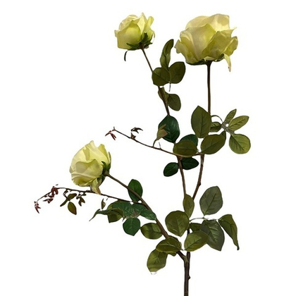 Роза кустовая на стебле