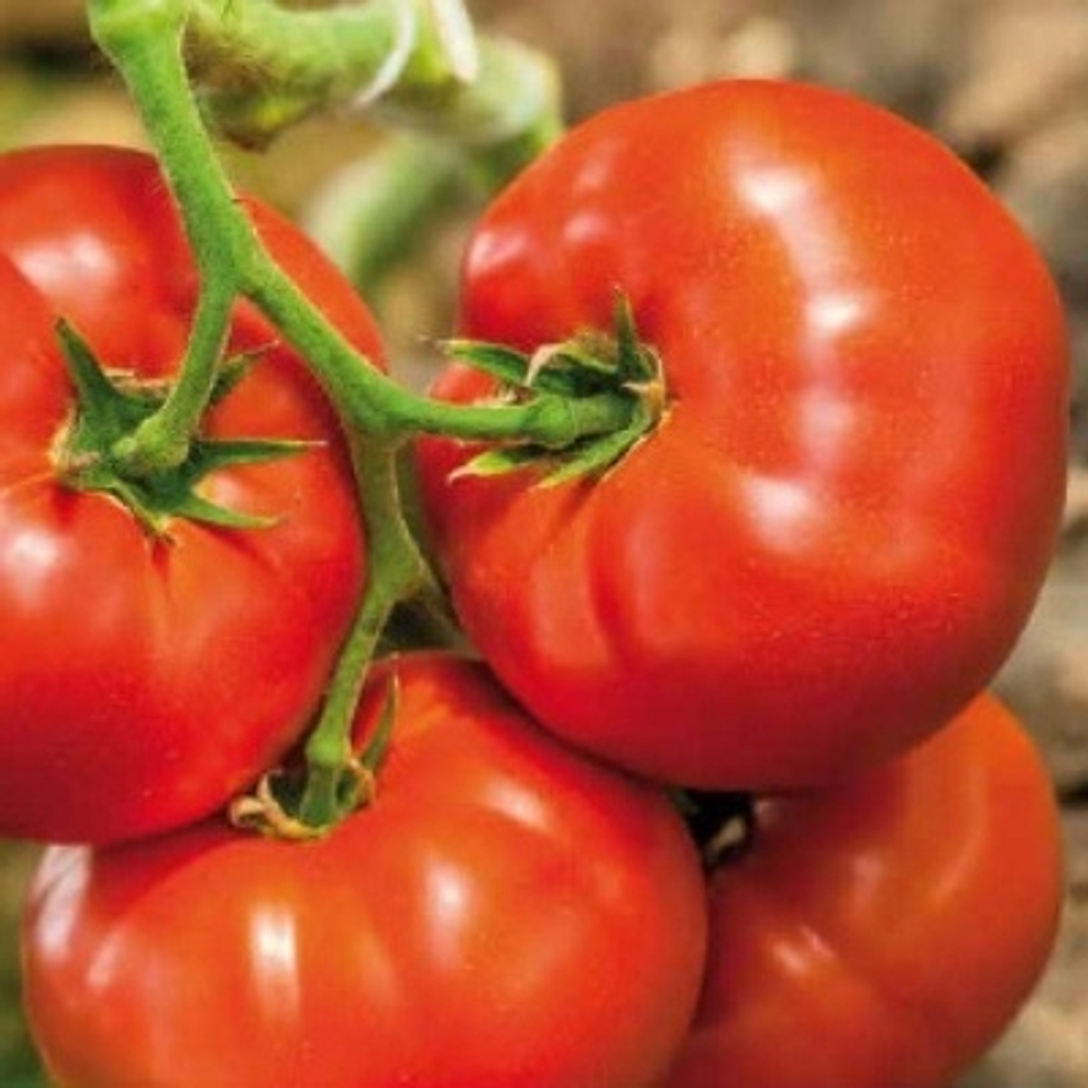 Томат Биг Биф F1