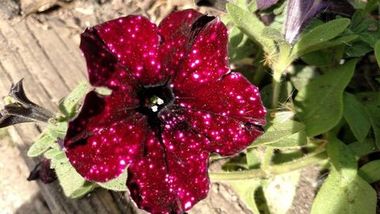 32475 Петуния ALPETUNIA BURGUNDY SKY (ВЕСНА 2025)