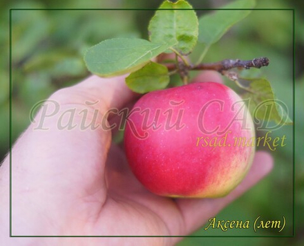 Яблоня Аксена