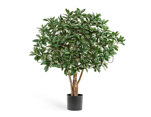 Эонимус (Бересклет) Японский в-75 см 2/2 10.52702N