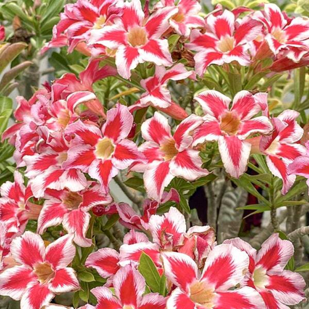 Адениум KHO HAI RUAY