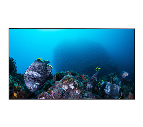 Профессиональный дисплей EliteBoard BK555FFBE