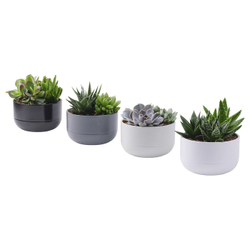 IKEA SUCCULENT  (ИКЕА СУССУЛЕНТ)  -  Горшечное растение, суккулент разных цветов, 14 см
