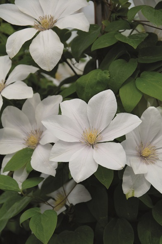 Клематис гибридный Свит Монинг трехлетка Закупка М33 апрель 2026